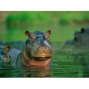 Hippopotamus Pokes its Head out of the Water While Swimming with 