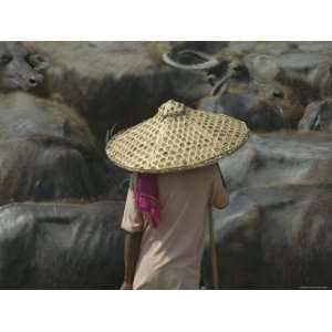  Farmer Herding Water Buffaloes, Orissa, India Premium 