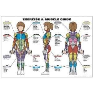  Exercise and Female Muscle Guide Laminated Fitness Poster 
