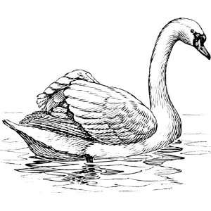  Pack of 12 Parchment Gift Tags Line Drawing Swan