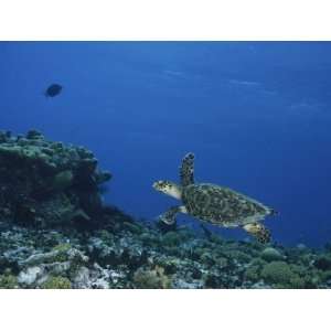  An Endangered Hawksbill Turtle Swims over a Reef Stretched 