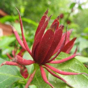 CAROLINA ALLSPICE Calycanthus floridus 10 seeds  