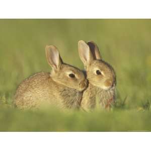  Rabbit, Youngsters Outside Burrow Entrance in Evening Sun 