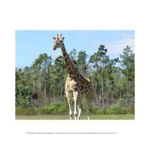  Giraffe Camelopardalis 10.00 x 8.00 Poster Print