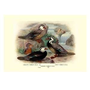  GarleppS, James and Turners Torrent Ducks by Henrick 
