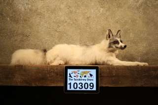10309 Arctic White Marble Fox Life Size Taxidermy Mount ArticGray 
