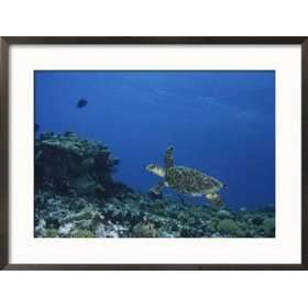  An Endangered Hawksbill Turtle Swims over a Reef Animals 