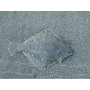 Diamond Turbot, Hypsopsetta Guttulata, a Flatfish Camouflaged on Sand 