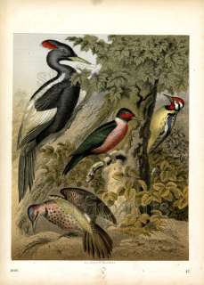 1866 BUCH DER WELT HC ENGRAVING flicker, woodpeckers  