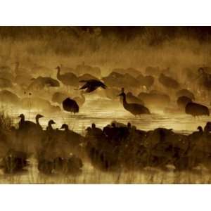 Flock of Snow Geese and Sandhill Cranes in Water and Ground Fog 