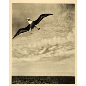  1935 Albatross Seabird Bird Diomedeida Antarctic Ocean 