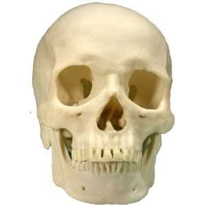  Realistic Resin Human Skull Replica Prop 2 Everything 