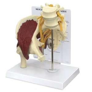  Muscled Hip w Sciatic Nerve Anatomical Model Health 