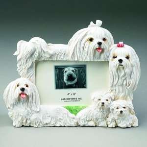 Maltese Picture Frame 4x6 #36  