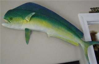 NEW Dorado/Bull Dolphin fish Mount Taxidermy  38 inch  