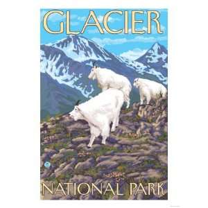  Mountain Goats Scene, Glacier National Park, Montana 