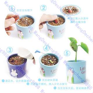 10 X R Magic Bean Seeds Gift Plant Growing Message Word  