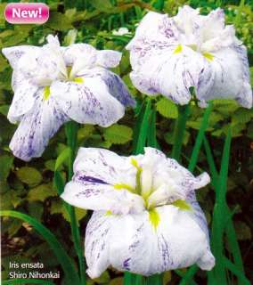Shiro Nihonkai Iris ensata  Water or Garden Plant  NEW  