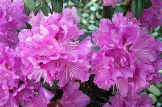 Compact Rhododendron   Very Hardy   Spectacular  