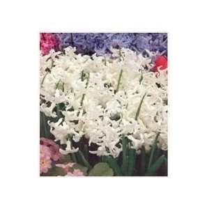  Hyacinth Multiflora White No. 1 25 pack Patio, Lawn 