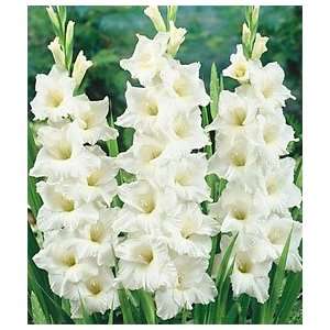  5 Gladiolus   White Angel bulbs Patio, Lawn & Garden