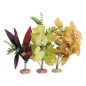  Plant   Multipack African Sword & Foxtail Cluster Pet 