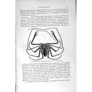    NATURAL HISTORY 1896 AFRICAN TAILLESS WHIP SCORPION