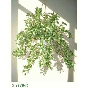  2 x 22 Holland Ivies, Artificial Plants