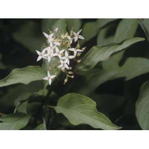 Western Dogwood Flowers, Cornus Sericea Occidentalis, California, USA 