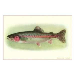 Rainbow Trout Premium Poster Print, 16x24