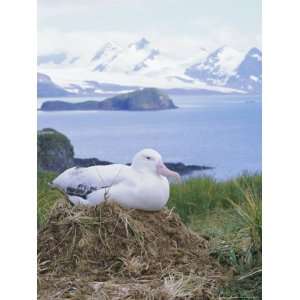  Clsoe Up of a Wandering Albatross on Nest, Prion Island 
