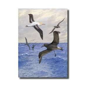  Albatrosses Fly Over Rough Waters Of The Sea Giclee Print 