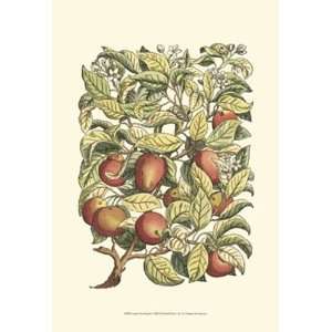   Tree Branch   Poster by Duhamel De Monceau (13x19)