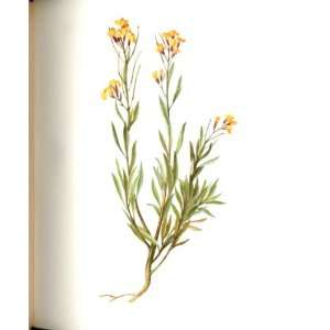  Perrin Ltd Ed 1914 Flowering Plant The Wallflower