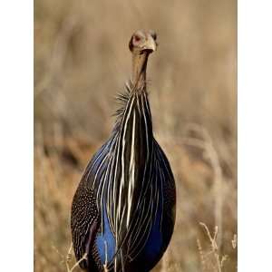 Vulturine Guineafowl (Acryllium Vulturinum), Samburu National Reserve 