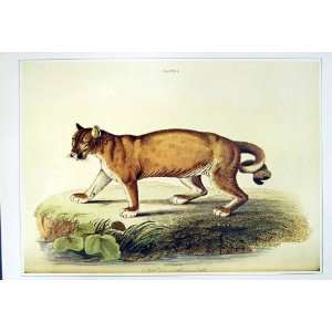  C1990 Mammals Puma American Lion Felis Concolor