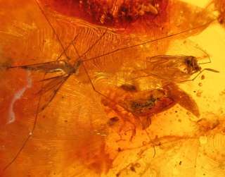 INSECTS   Nice CRANE FLY   WASPS + in BALTIC AMBER 9g  