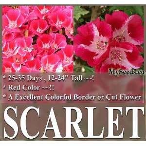   SCARLET Flower Seeds RED DWARF Clarkia amoena Patio, Lawn & Garden