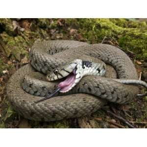 Grass Snake Drawing Breath While Feigning Death, Hertfordshire 