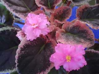 African Violet Plant  Ness Candy Pink  