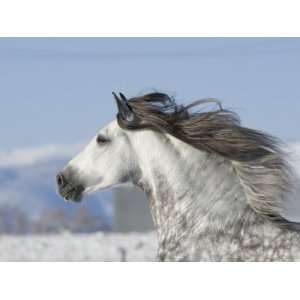  Grey Andalusian Stallion Head Profile While Cantering 