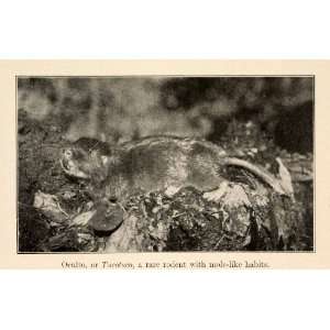 1919 Halftone Print Oculto Tucotuco Andean Rodent Mole South America 