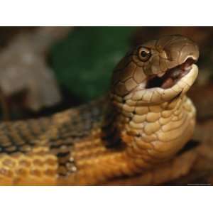  A Large King Cobra Gulps after it Swallows Another Smaller 