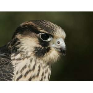  Peregrine Falcon Head Showing its Eye and Bill, Falco 