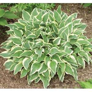  Hosta Wolverine Patio, Lawn & Garden