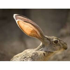  Black Tailed Jackrabbit at the Henry Doorly Zoo, Omaha Zoo 