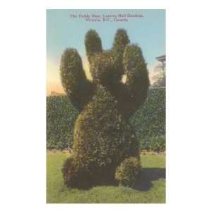  Topiary Teddy Bear, Victoria, British Columbia Stretched 