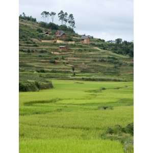 Rice Paddies at a Hillside, Antananarivo, Madagascar Photographic 