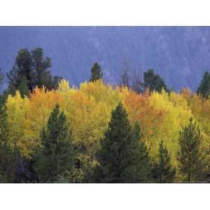  Aspen Trees, Autumn, Gallatin National Forest, Montana 