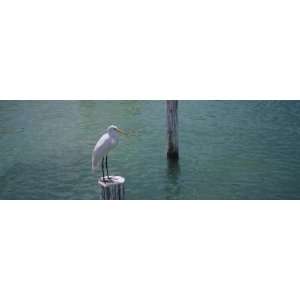 Great Egret Perching on a Wooden Post, Gulf of Mexico, Florida, USA 
